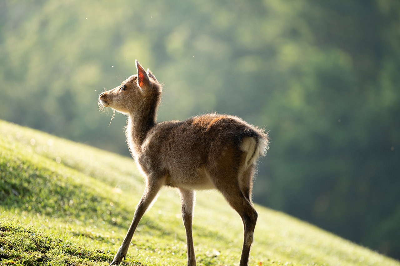 尼康尼克尔 Z 100-400mm f／4.5-5.6 VR S官方实拍样张欣赏  第7张