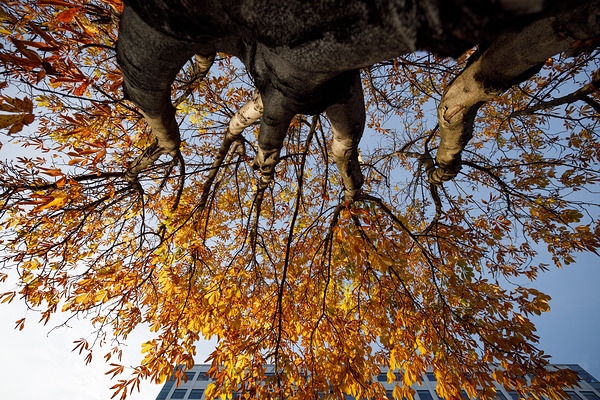 佳能RF 15-35mm F2.8L IS USM实拍样张欣赏  第13张