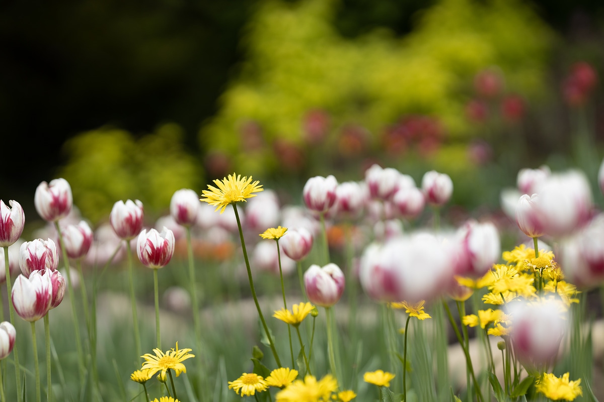 佳能RF 85mm F1.2L实拍样张欣赏  第7张