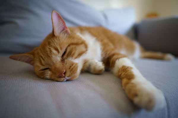索尼FE 20mm F1.8实拍样张欣赏  第14张