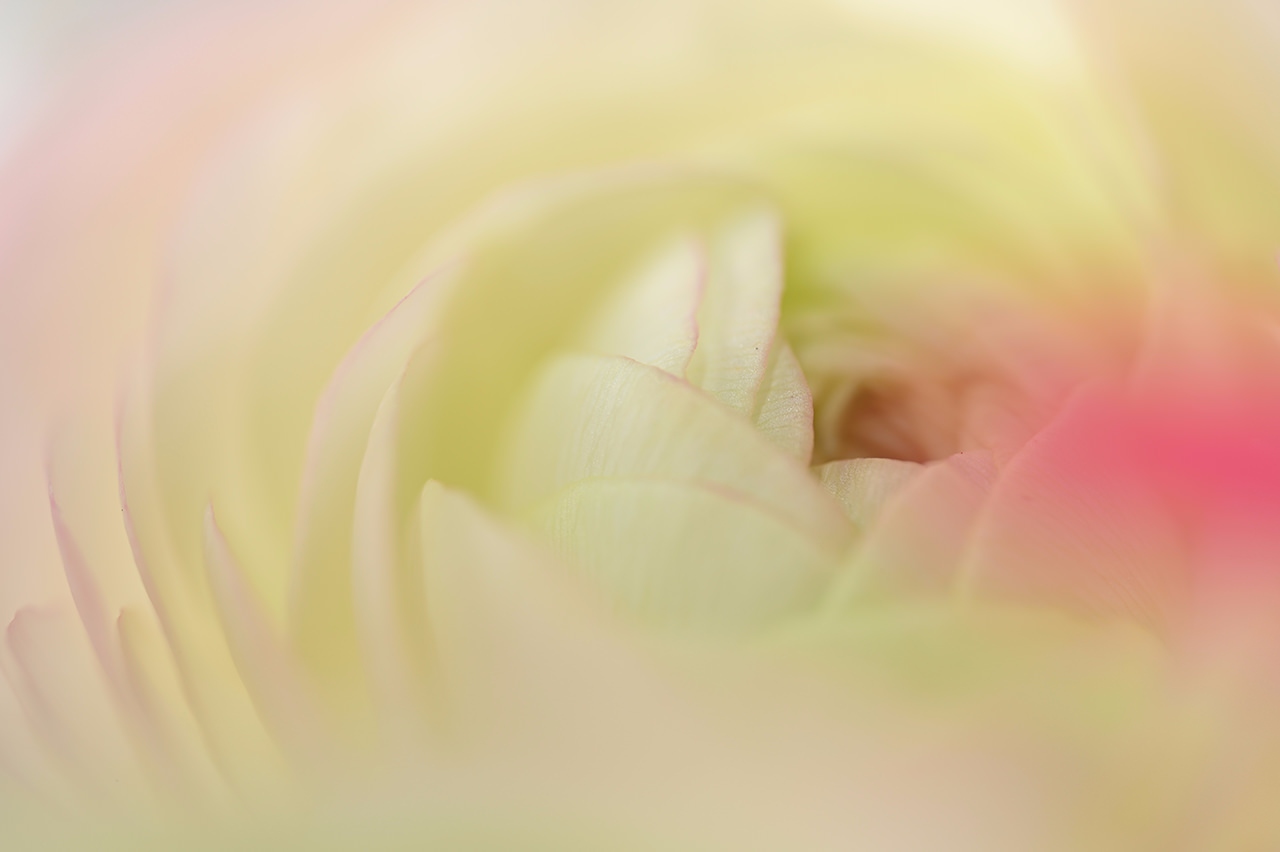 尼康尼克尔 Z 微距 105mm f／2.8 VR S官方实拍样张欣赏  第2张