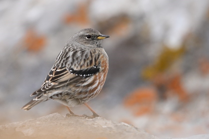 支持拍摄多种焦距范围 尼康发布尼克尔 Z 180-600mm f／5.6-6.3 VR  第2张