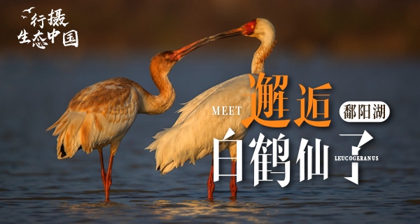 行摄生态中国 邂逅鄱阳湖白鹤仙子  第1张