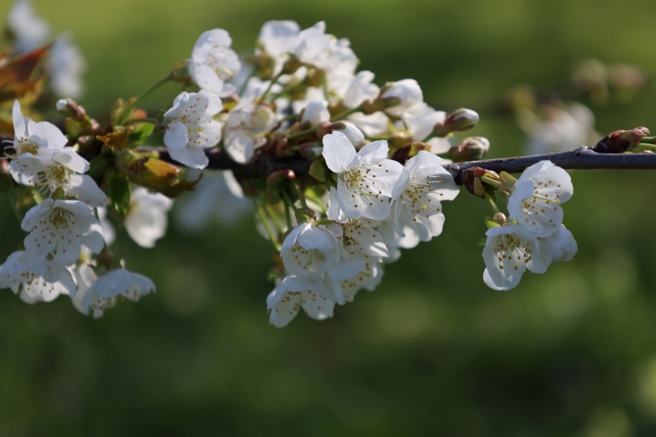佳能RF24-105mm F4-7.1 IS STM实拍样张欣赏  第6张