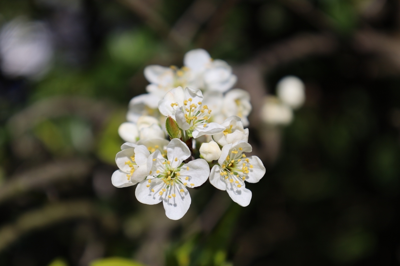 佳能RF24-105mm F4-7.1 IS STM实拍样张欣赏  第7张