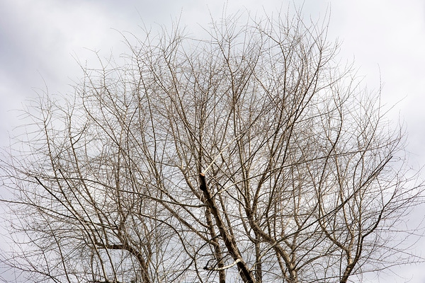 佳能RF50mm F1.8 STM实拍样张欣赏  第6张