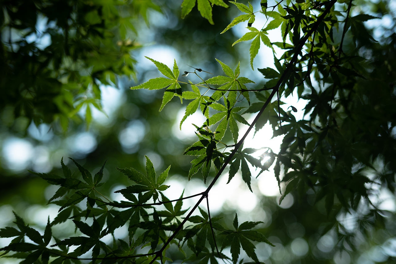 尼康尼克尔 Z 40mm f／2官方实拍样张欣赏  第7张