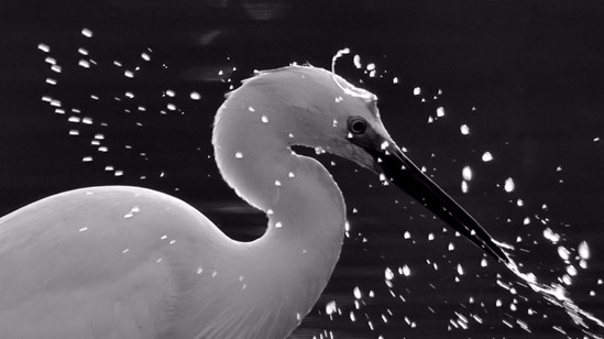 “行摄生态中国 循翼｜万里海疆”海岸生态研究保护活动圆满结束 ...  第4张