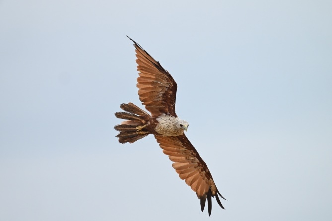 为灵活自由的拍摄体验而生 尼克尔 Z 600mm f／6.3 VR S今日发售  第4张