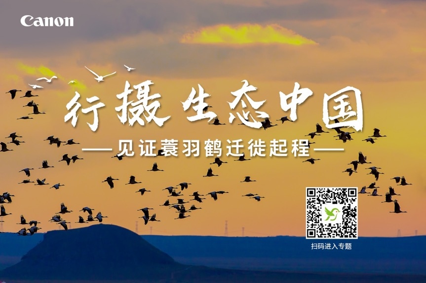 行摄生态中国 见证蓑羽鹤迁徙起程  第1张