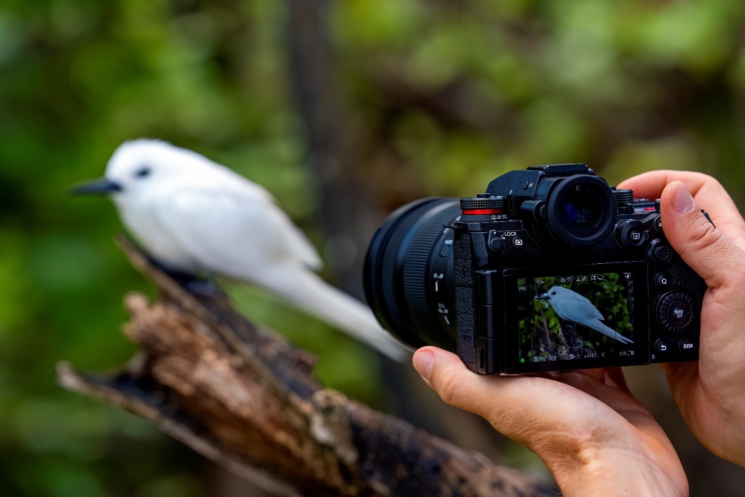 高分辨率新旗舰登场 松下Lumix S1RM2发布  第7张