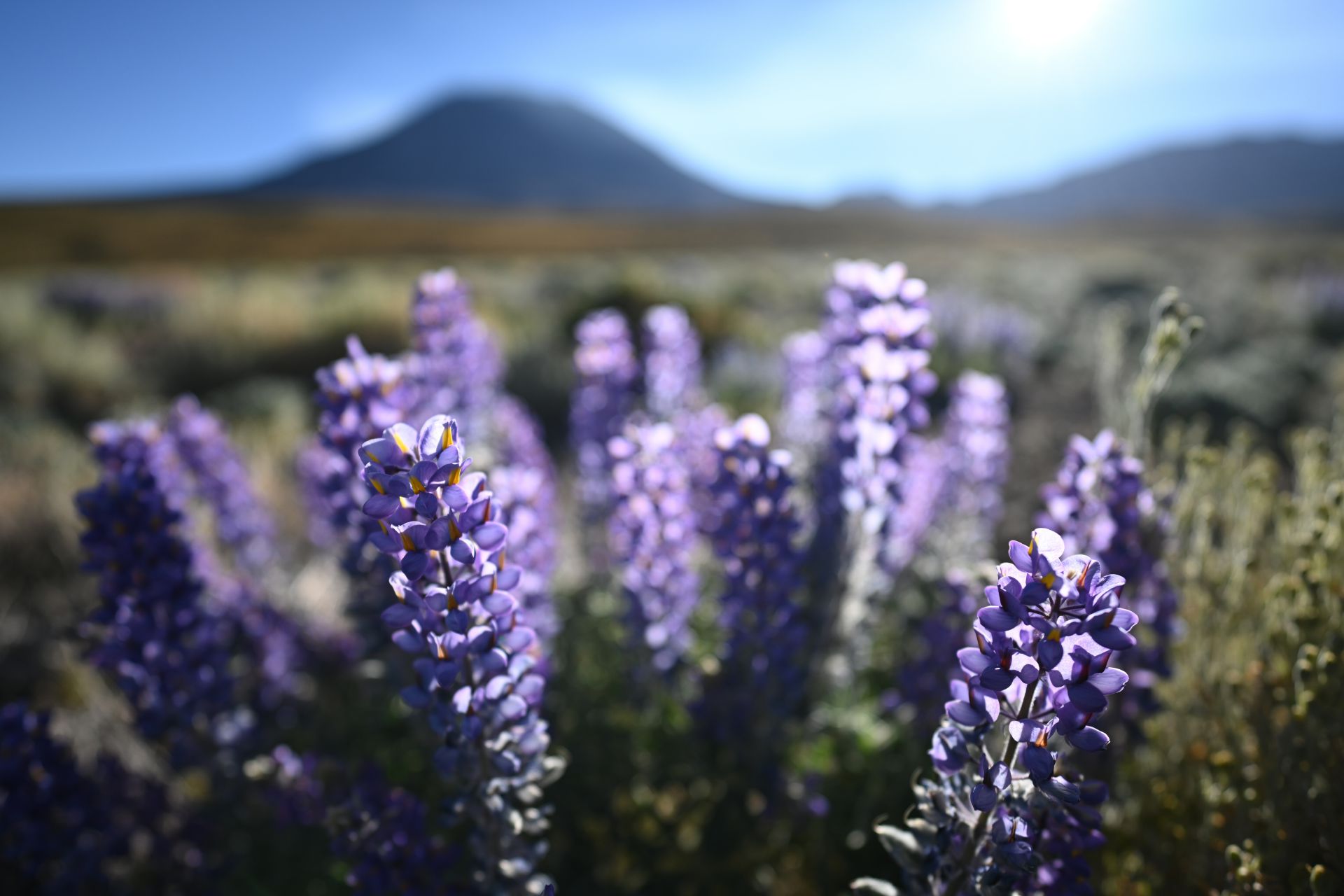尼克尔 Z 20mm F1.8 S官方样张欣赏  第9张