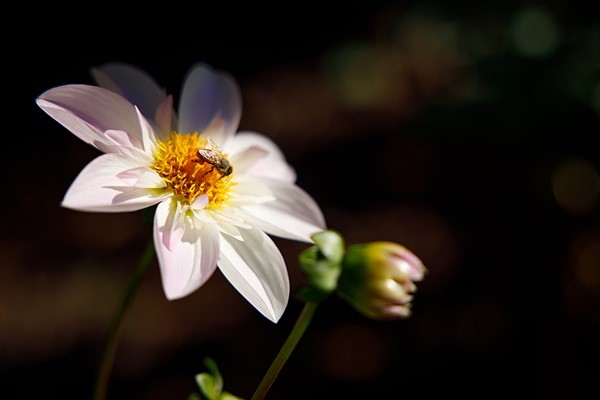 佳能RF24-70mm F2.8实拍样张欣赏  第8张