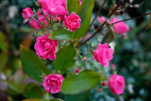 佳能RF24-70mm F2.8实拍样张欣赏  第9张
