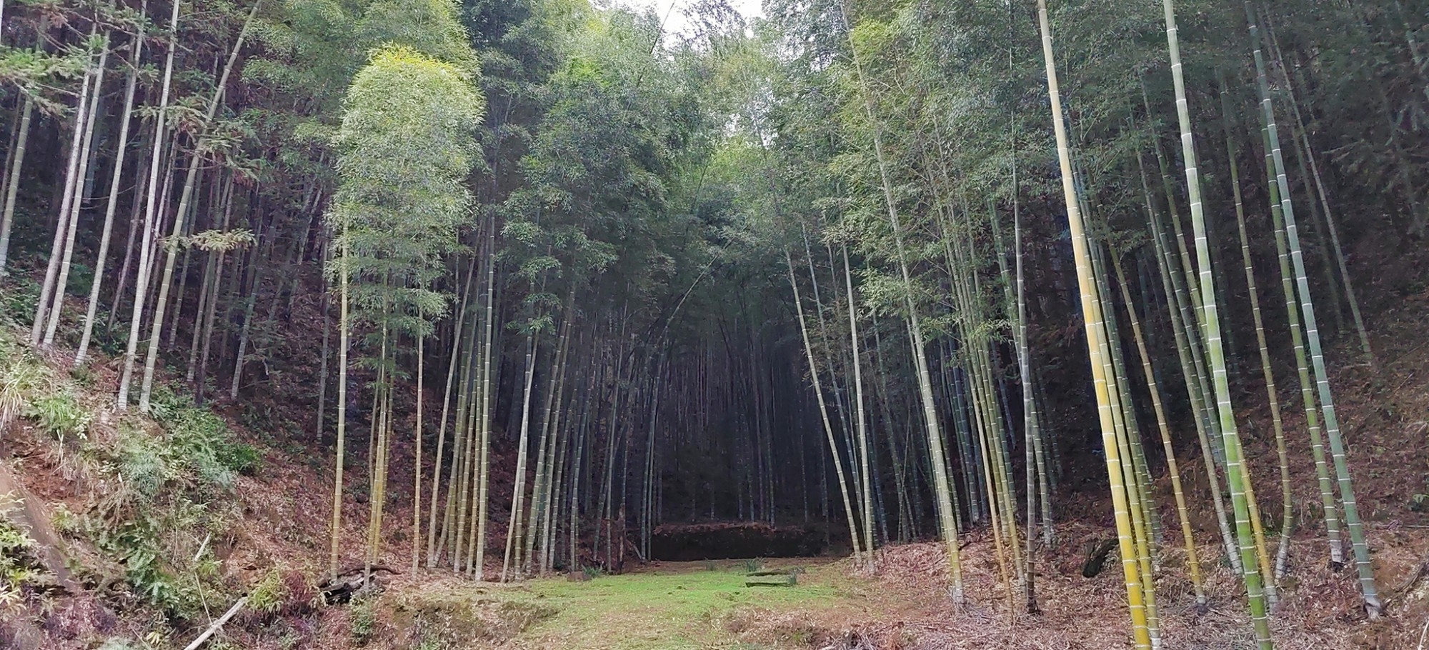 促进观鸟繁荣，描绘美好未来——首届福建明溪全国观鸟挑战赛成功举办 ...  第26张