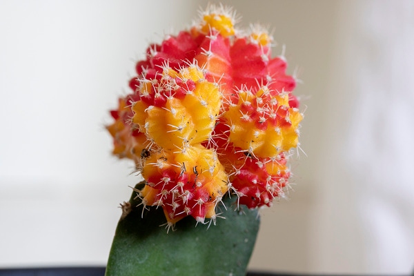佳能RF85mm F2 MACRO IS STM实拍样张欣赏  第9张